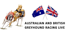 Watch Dog Racing Live